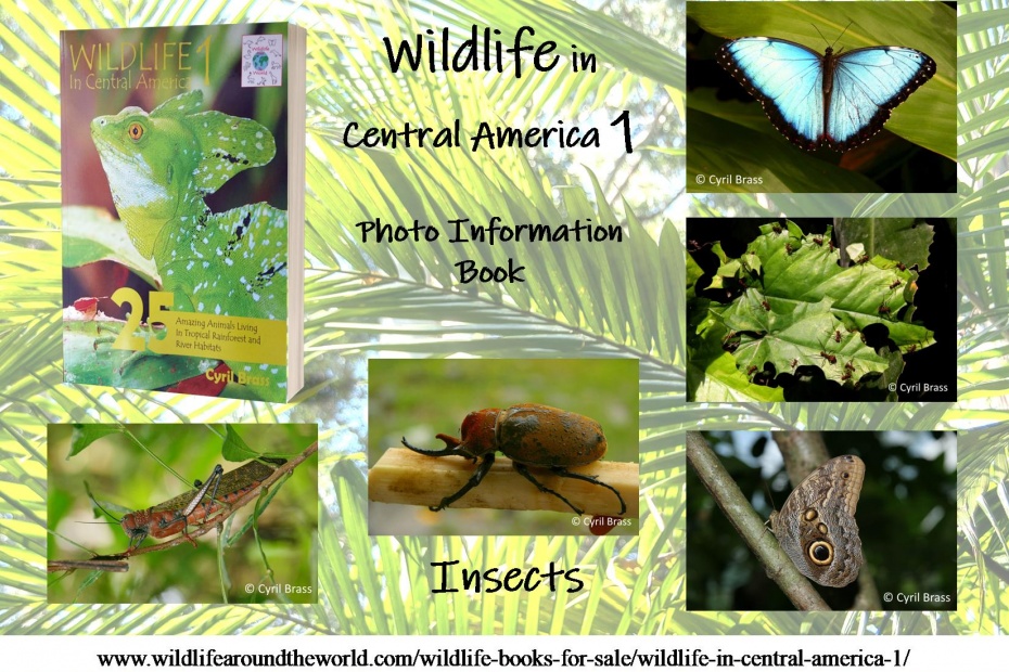 Wildlife in Central America 1 - Insects