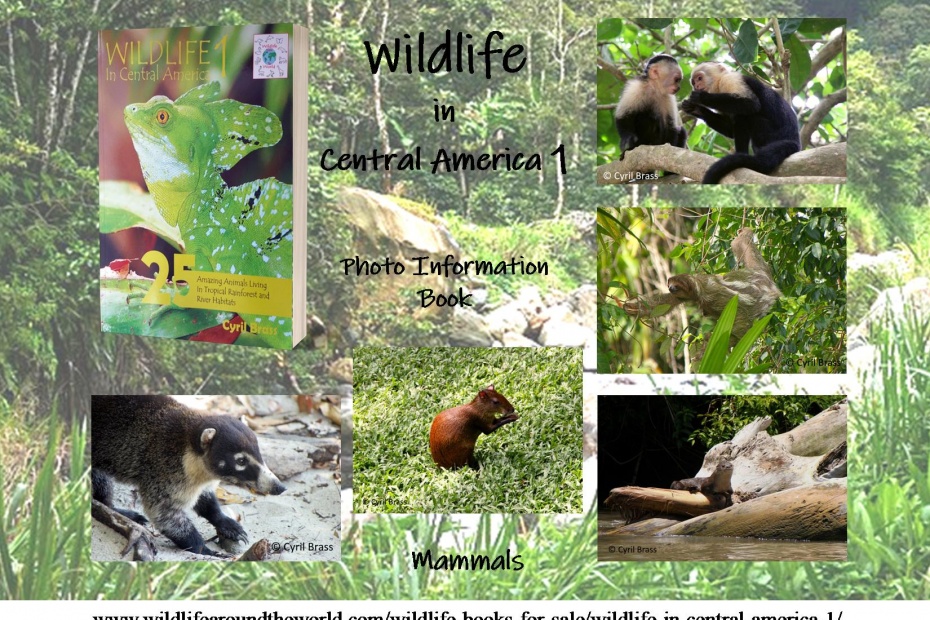 Wildlife in Central America 1 - Mammals