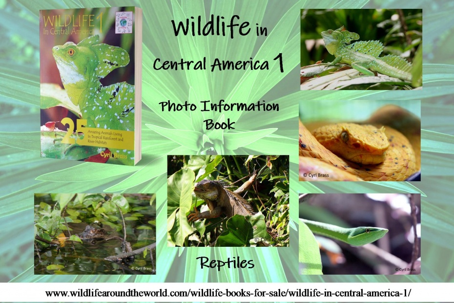 Wildlife in Central America 1 - Reptiles