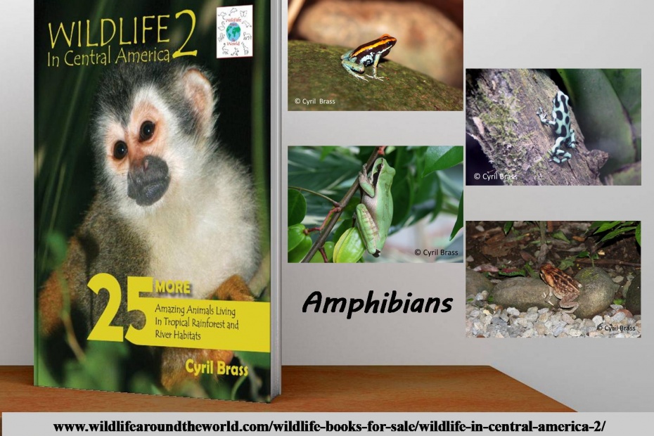 Wildlife in Central America 2 - Amphibians