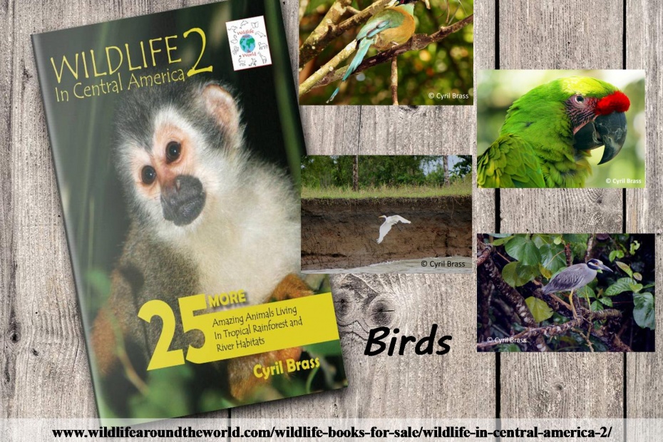 Wildlife in Central America 2 - Birds