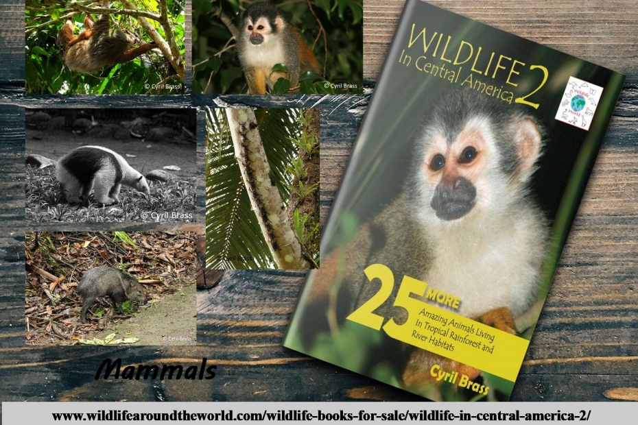 Wildlife in Central America 2 - Mammals