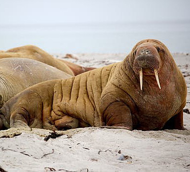 Walrus (Odobenus rosmarus)   