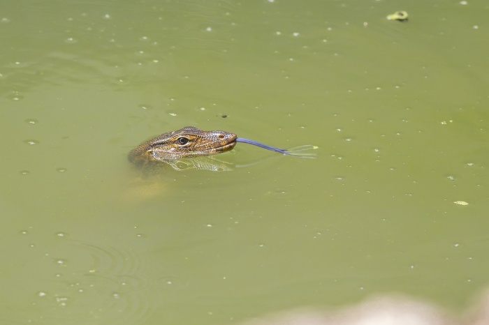 Asian water monitor