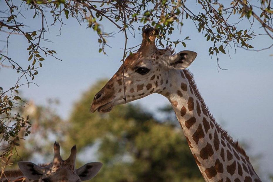 West African Giraffe