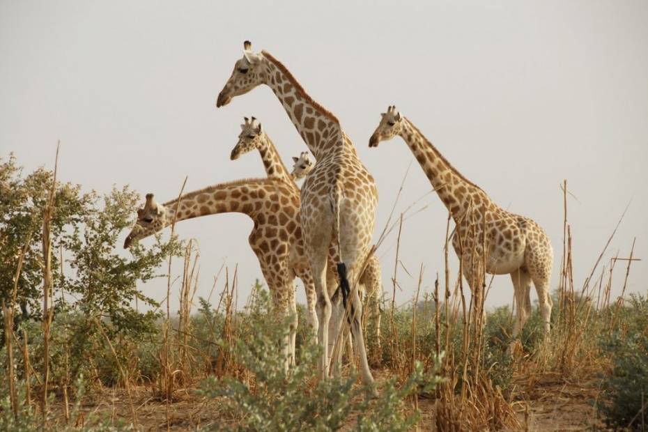West African Giraffes