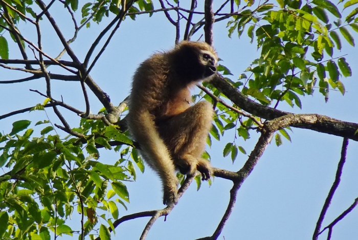 World Primate Day - Western Hoolock Gibbon