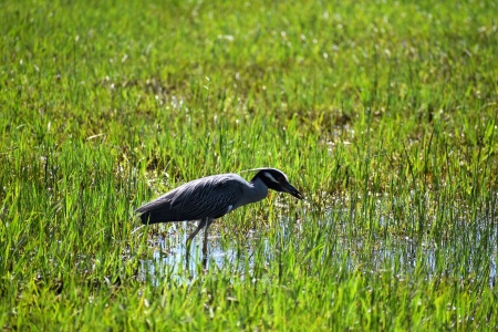 World Wetlands Day - Wetlands