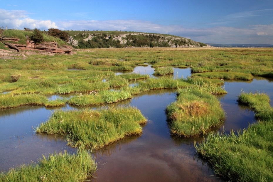 Wetlands