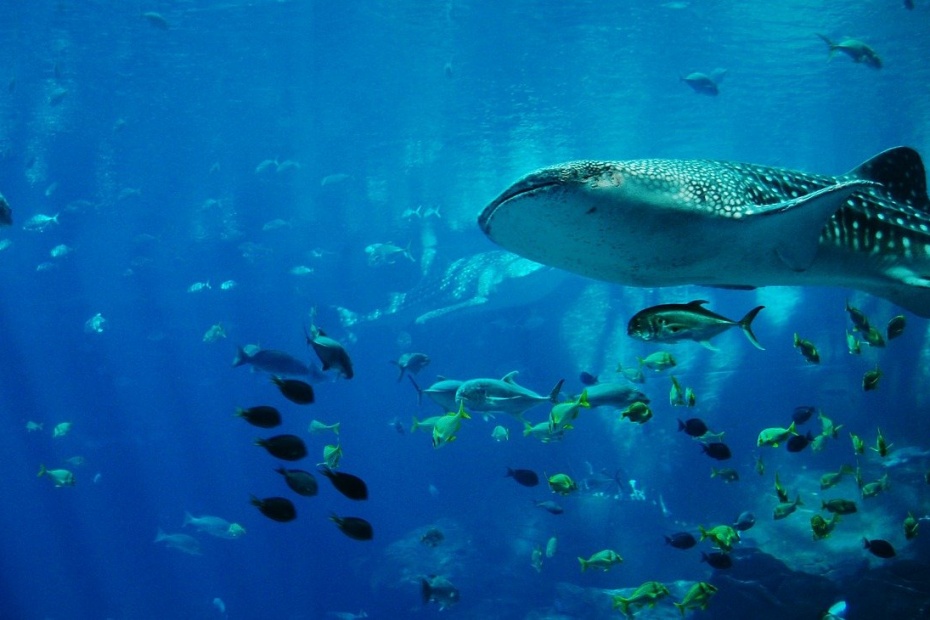 Whale Shark