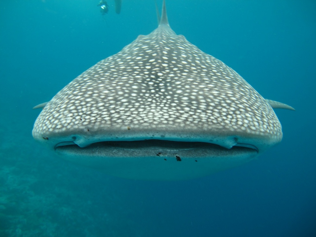 International Whale Shark Day - Whale Shark