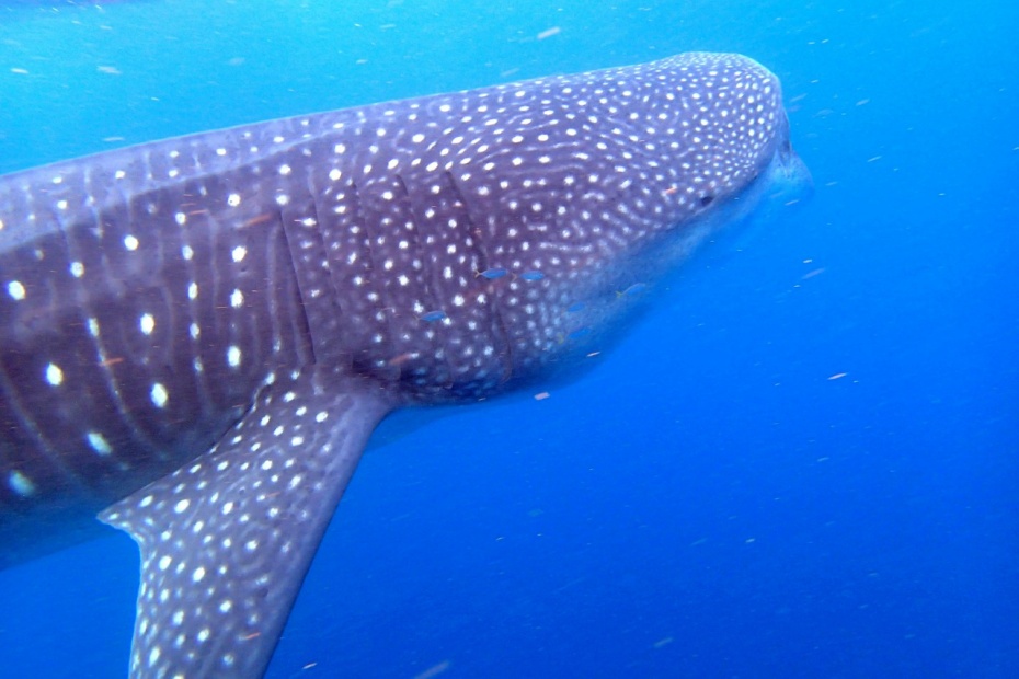 Whale Shark