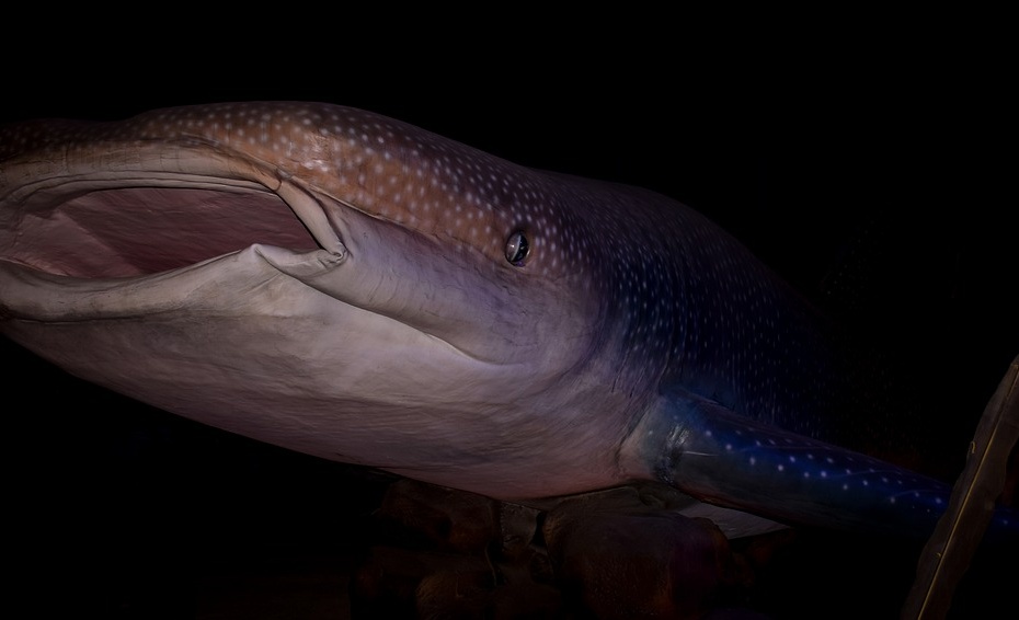 Whale Shark - rhincodon typus