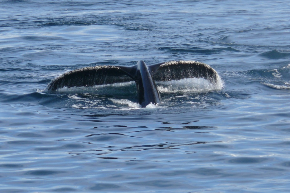 Whale Tail