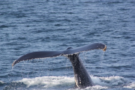 World Whale Day - Whale Tail