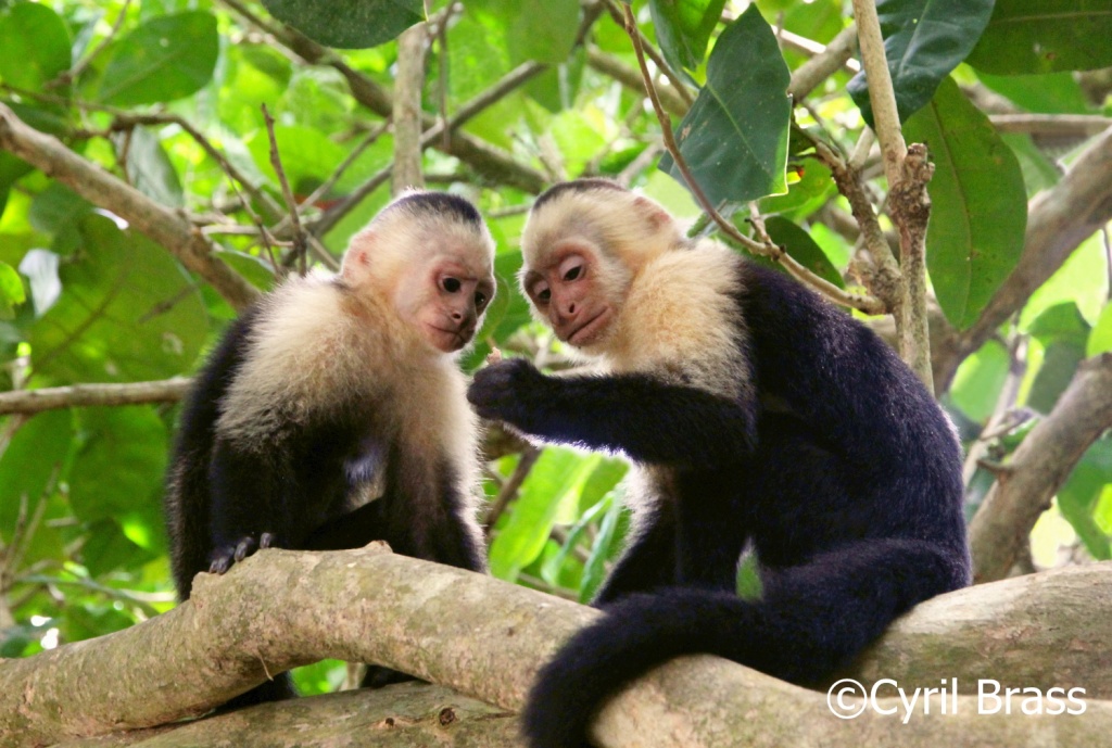 Mammals in Central America - White Faced Capuchin Monkey