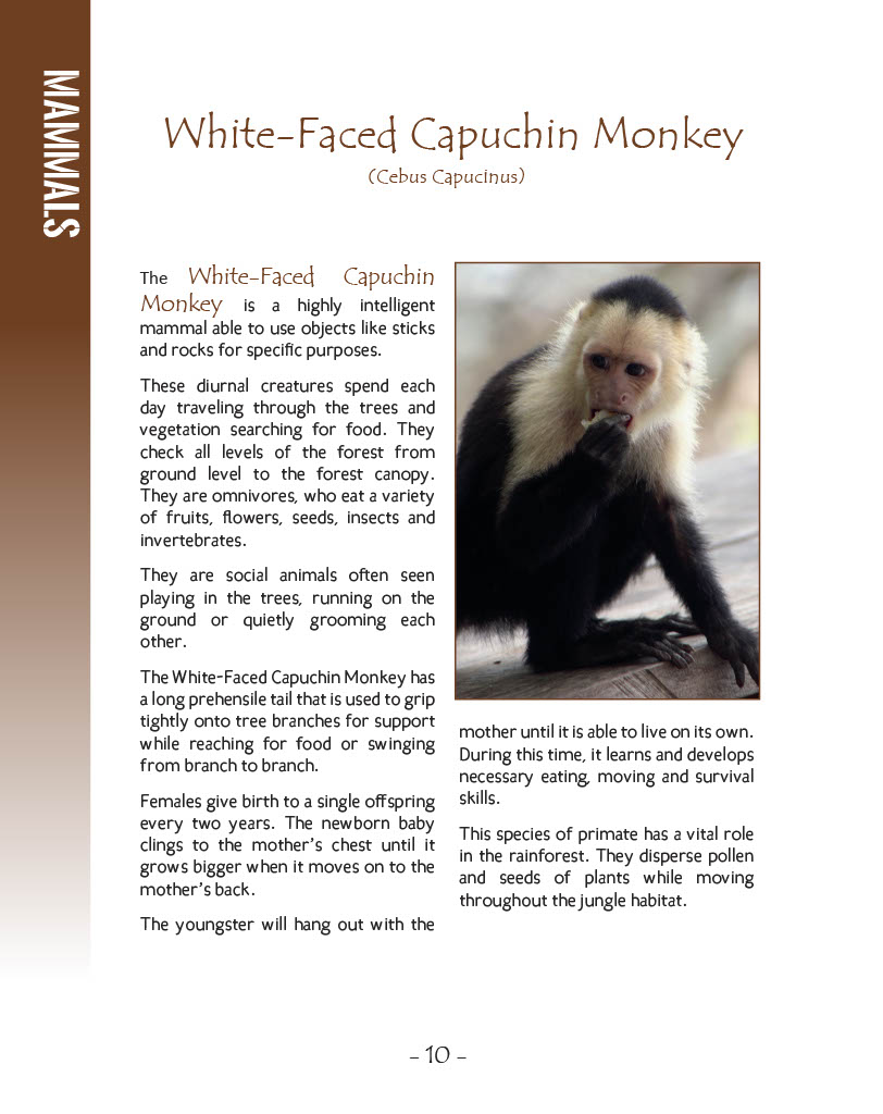 White Faced Capuchin Monkey - Wildlife in Central America 1 - Page 10