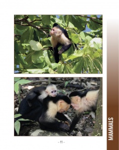 White Faced Capuchin Monkey and Red Backed Squirrel Monkey  - White Faced Capuchin Monkey - Wildlife in Central America 1 - Page 11