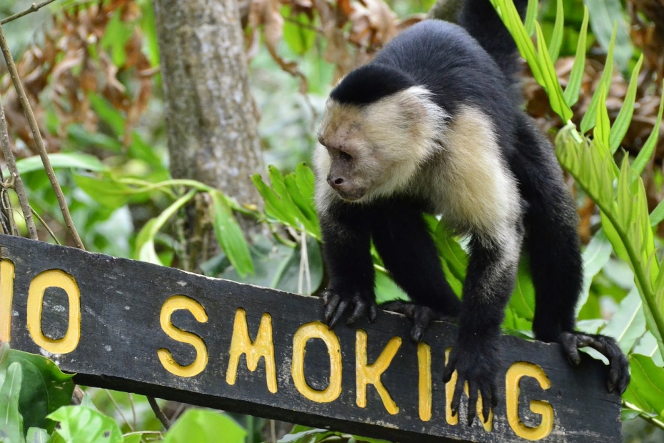White Faced Capuchin Monkey - Costa Rica