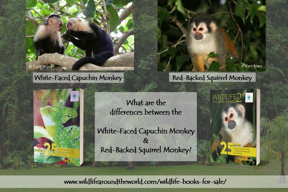 White Faced Capuchin Monkey and Squirrel Monkey