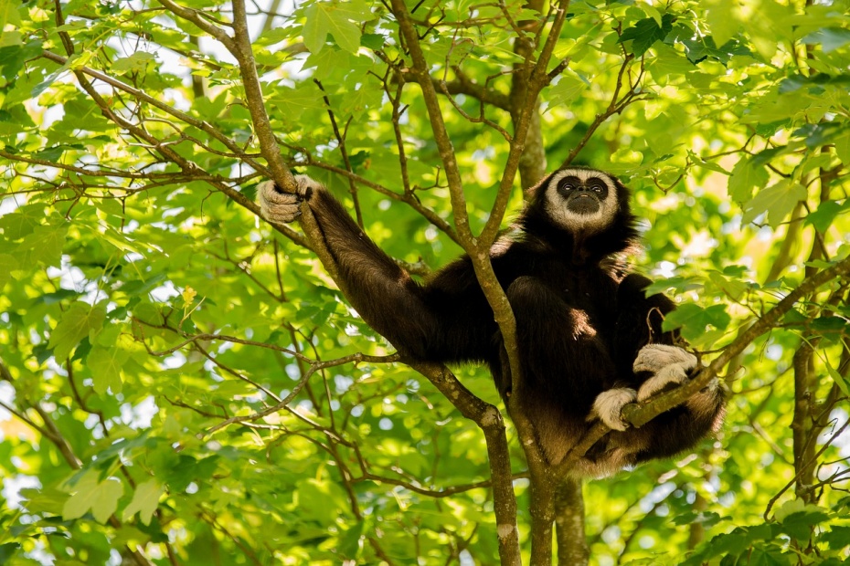 White Handed Gibbon