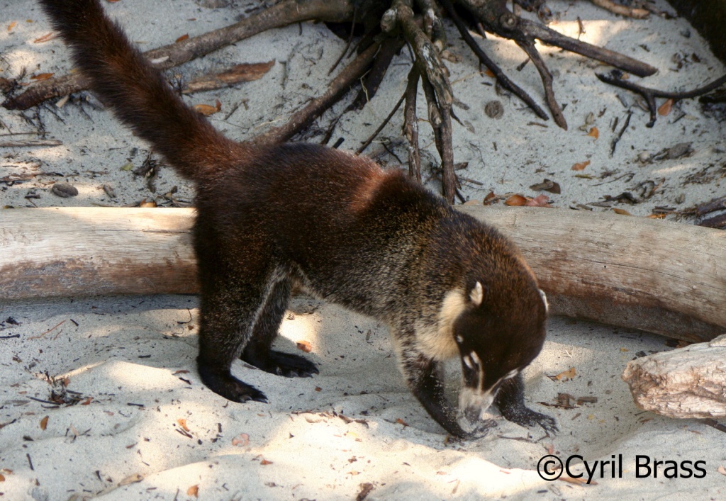 Mammals in Central America - White Nose Coatimundi