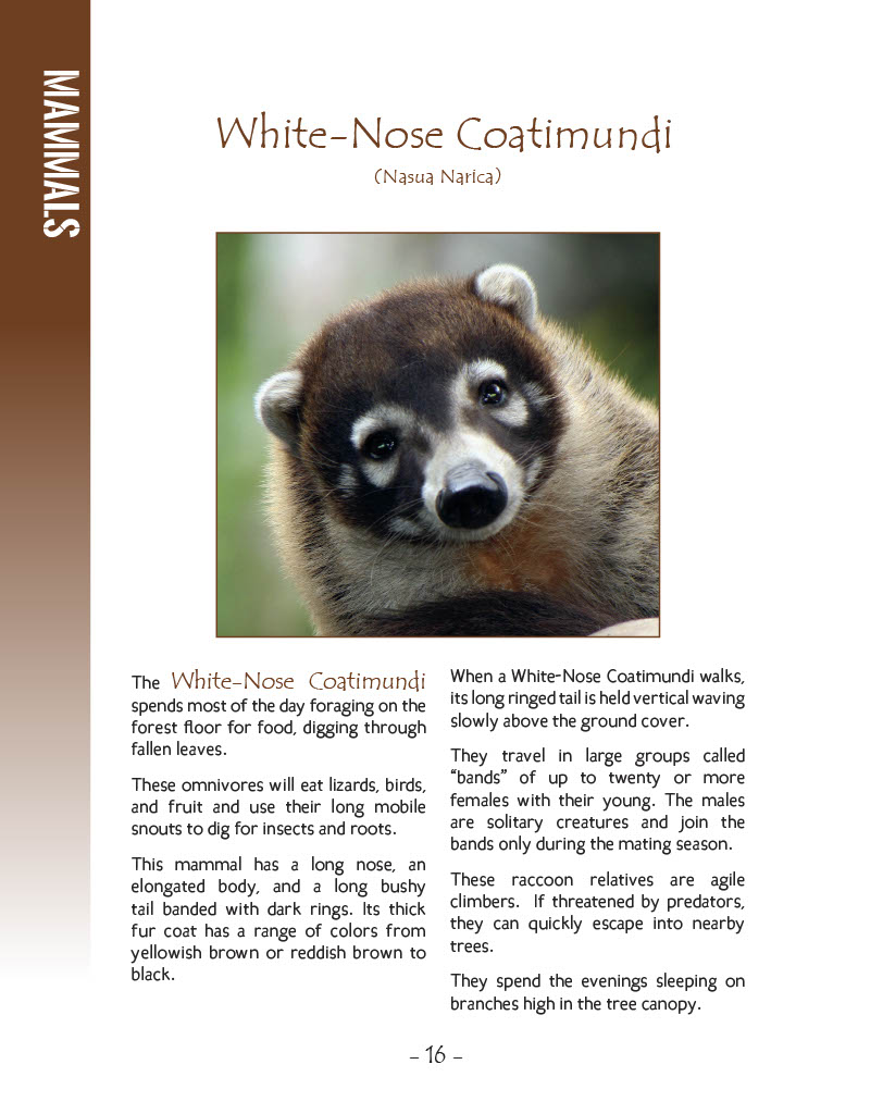 White-Nose Coatimundi - Wildlife in Central America 1 - Page 16