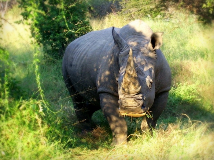 World Rhino Day - White Rhino