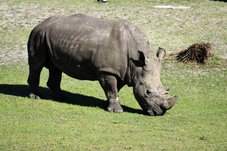 Save the Rhino Day - White Rhino