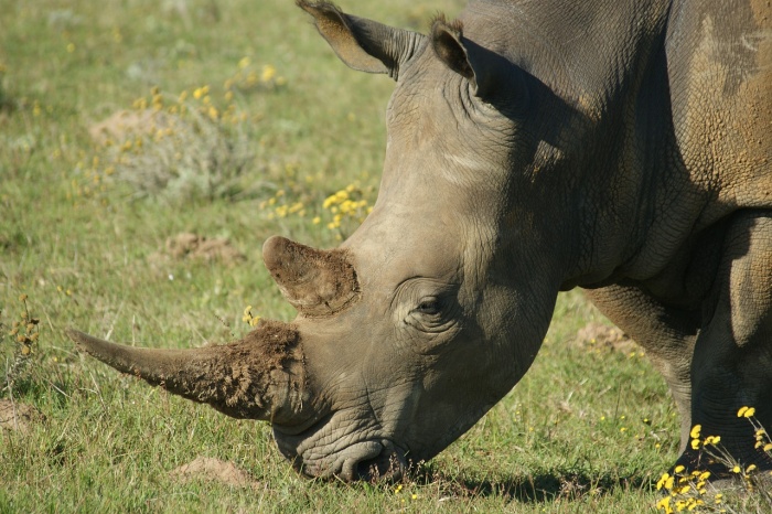 World Rhino Day - White Rhino