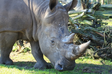 Rhinoceros Species - White Rhinoceros