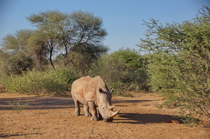 Save the Rhino Day - White Rhinoceros