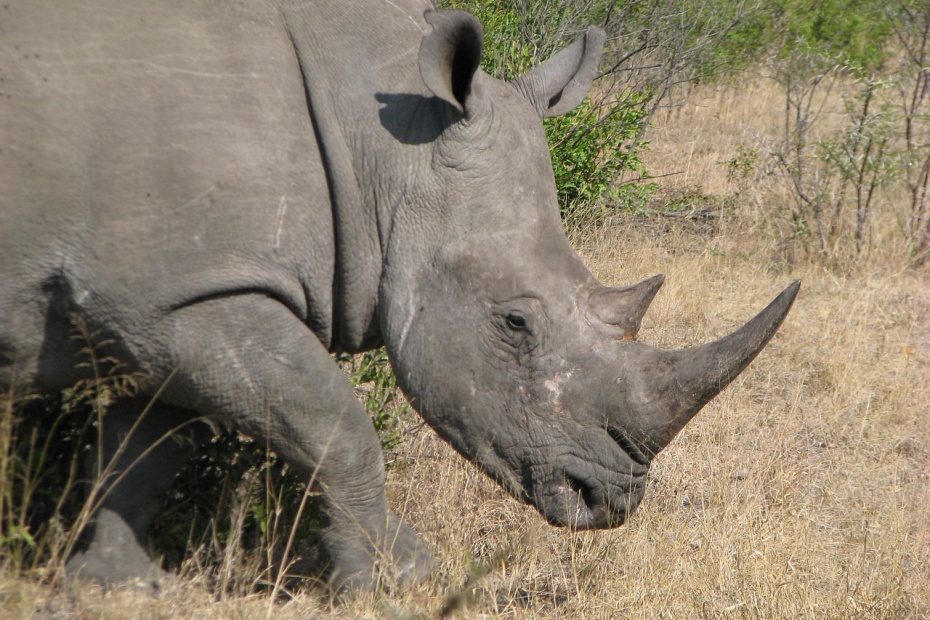 World Rhino Day - White Rhinoceros