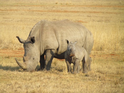 Save the Rhino Day - White Rhinos