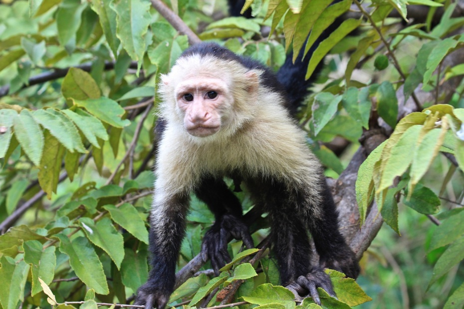 White-faced Capuchin Monkey