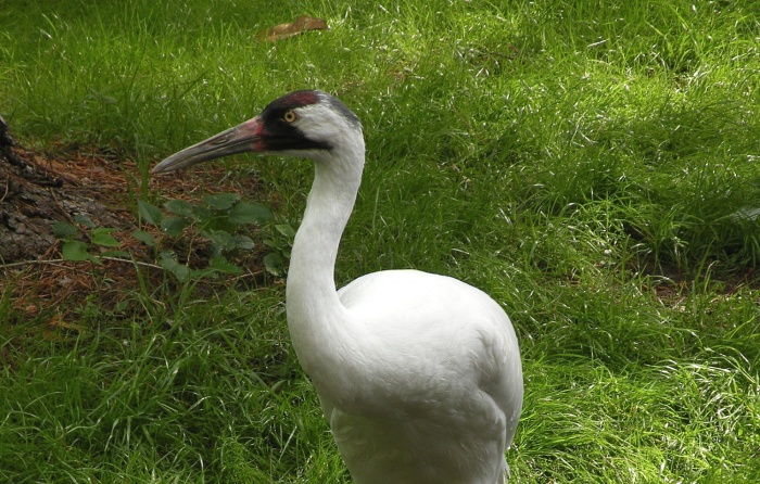 Whooping Crane Day