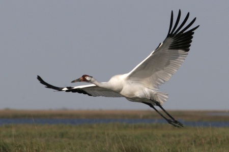 Whooping Crane Day - Whooping Crane