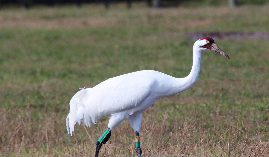 National Bird Day - Whooping Crane