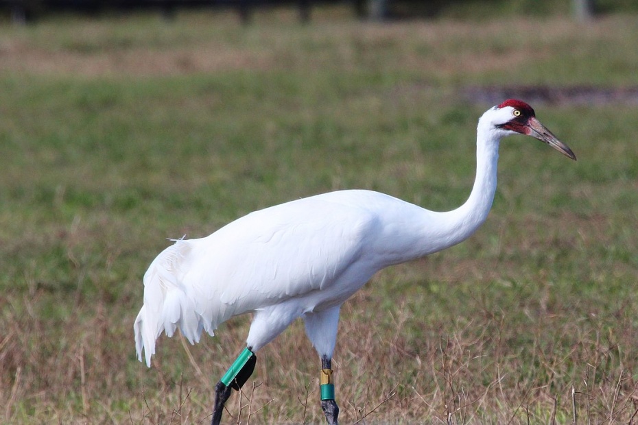 Whooping Crane