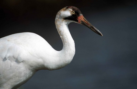 Whooping Crane Day - Whooping Crane