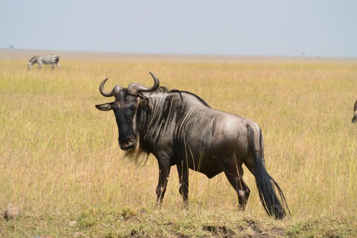 World Animal Day - Wildebeest 