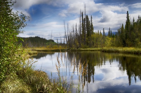 World Environment Day - Wildlife Habitats