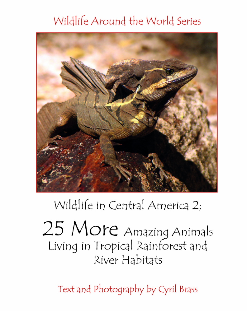 Caimans and Crocodiles - Wildlife In Central America 2 - Front Page