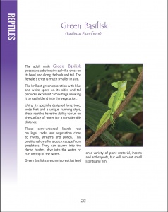 Wildlife in Central America 1 - Page 28 Green Basilisk