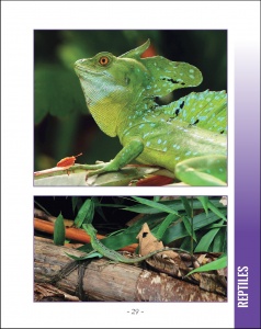 Wildlife in Central America 1 - Page 29 Green Basilisk