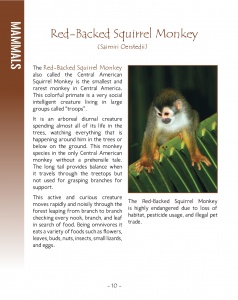 White Faced Capuchin Monkey and Red Backed Squirrel Monkey - Wildlife in Central America 2- Page 10