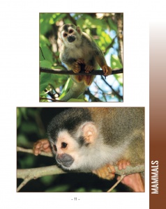 White Faced Capuchin Monkey and Red Backed Squirrel Monkey - Wildlife in Central America 2 - Page 11