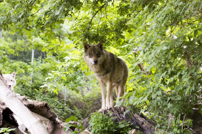 National Wolf Awareness Week  - Wolf