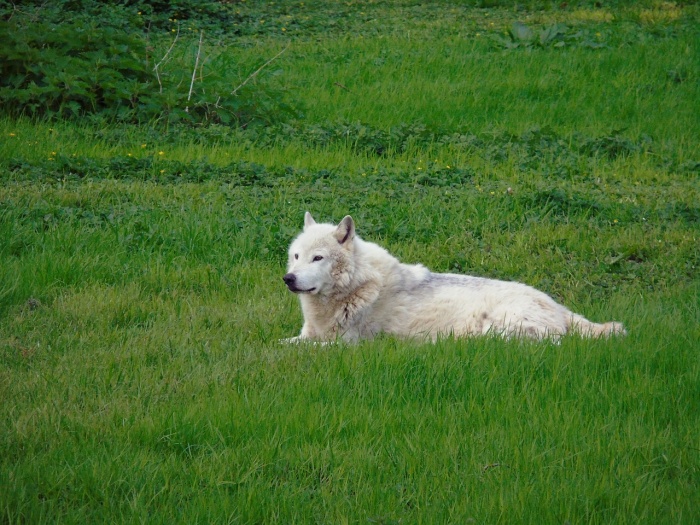 National Wildlife Week - Gray Wolf