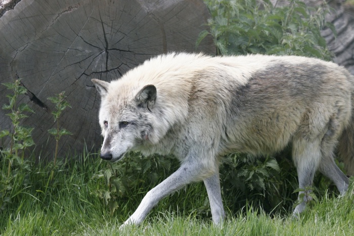 National Wildlife Day - Wolf 